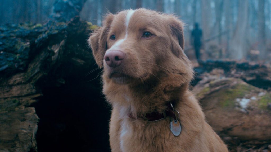 Bom Menino: O terror contado pelos olhos de um cachorro