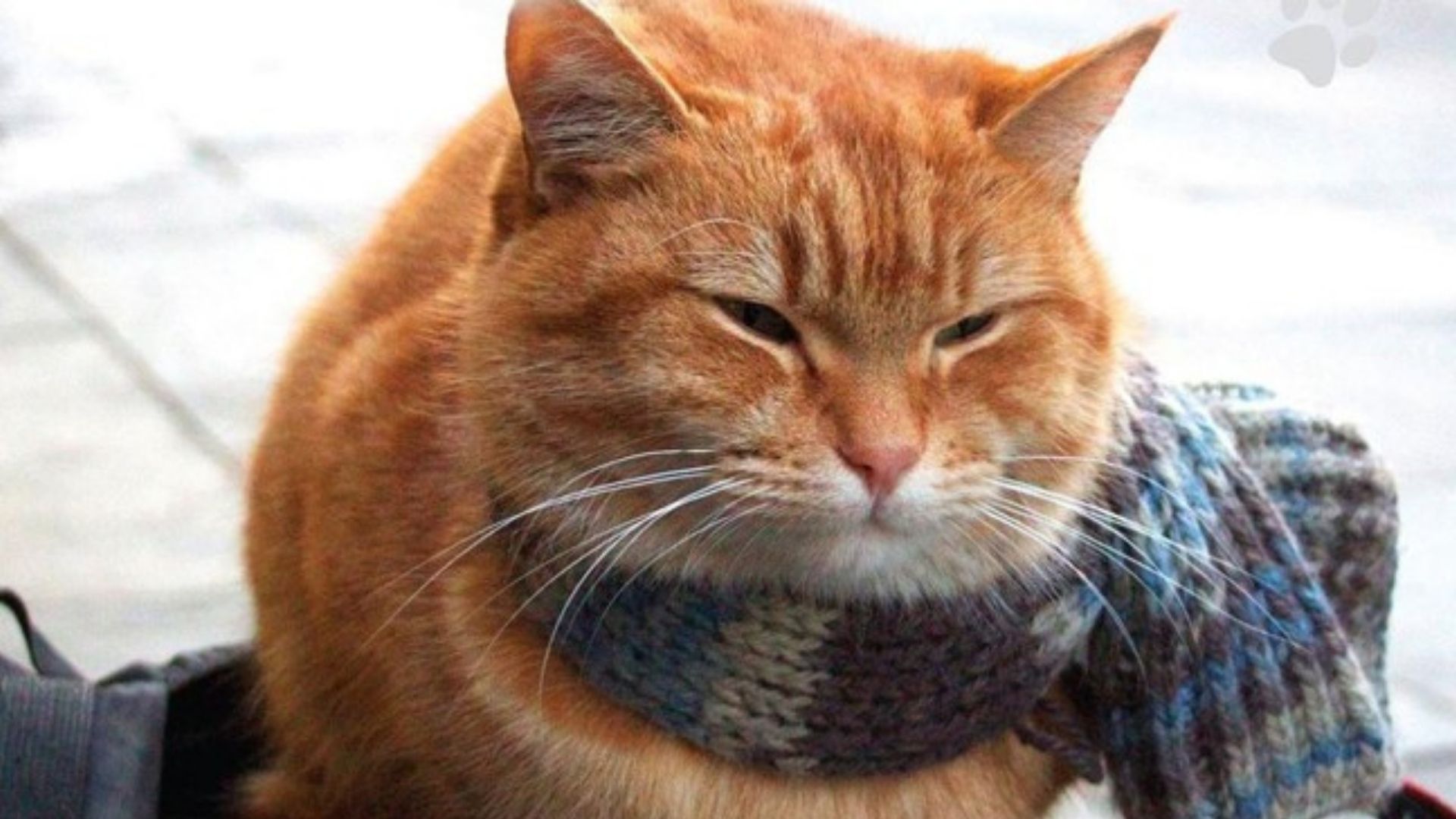 Bob, de Um Gato de Rua Chamado Bob