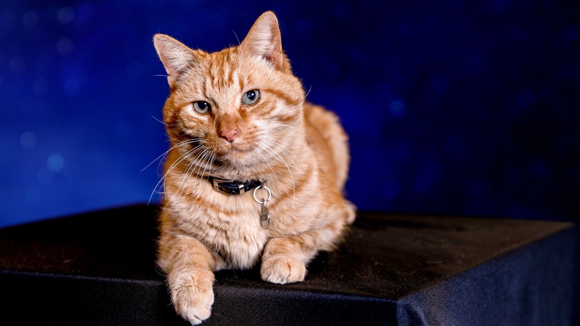 Goose, gato de Capitã Marvel