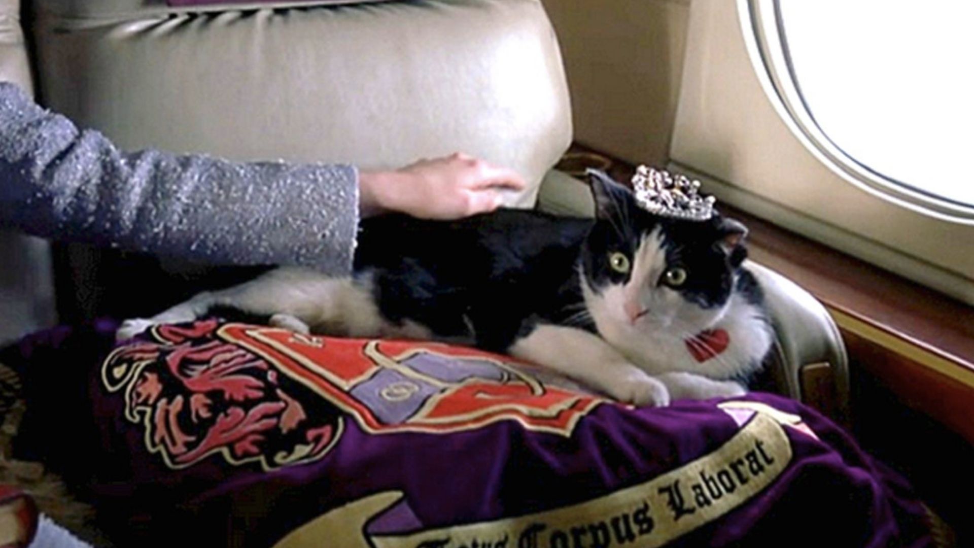 Louie Gordo, gato de Diário da Princesa