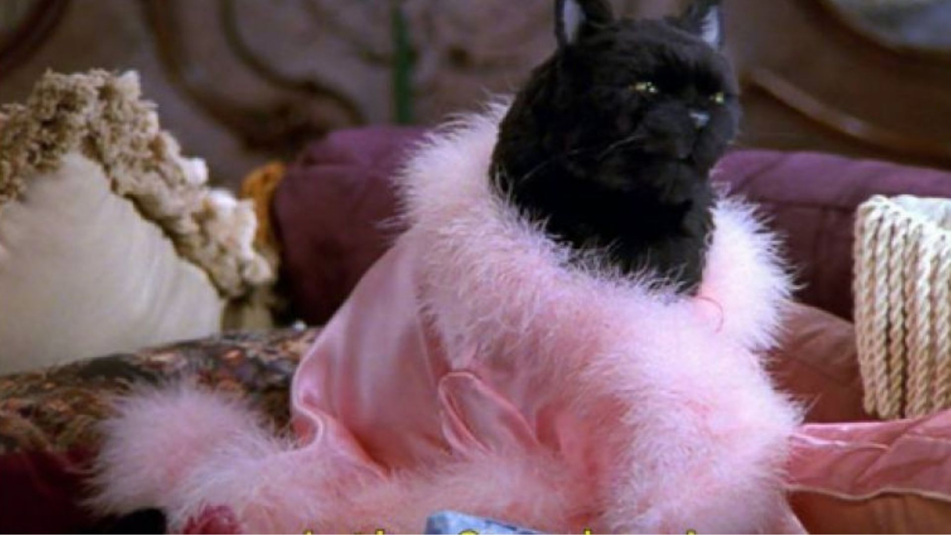 Salem Saberhagen, gato de Sabrina, Aprendiz de Feiticeira