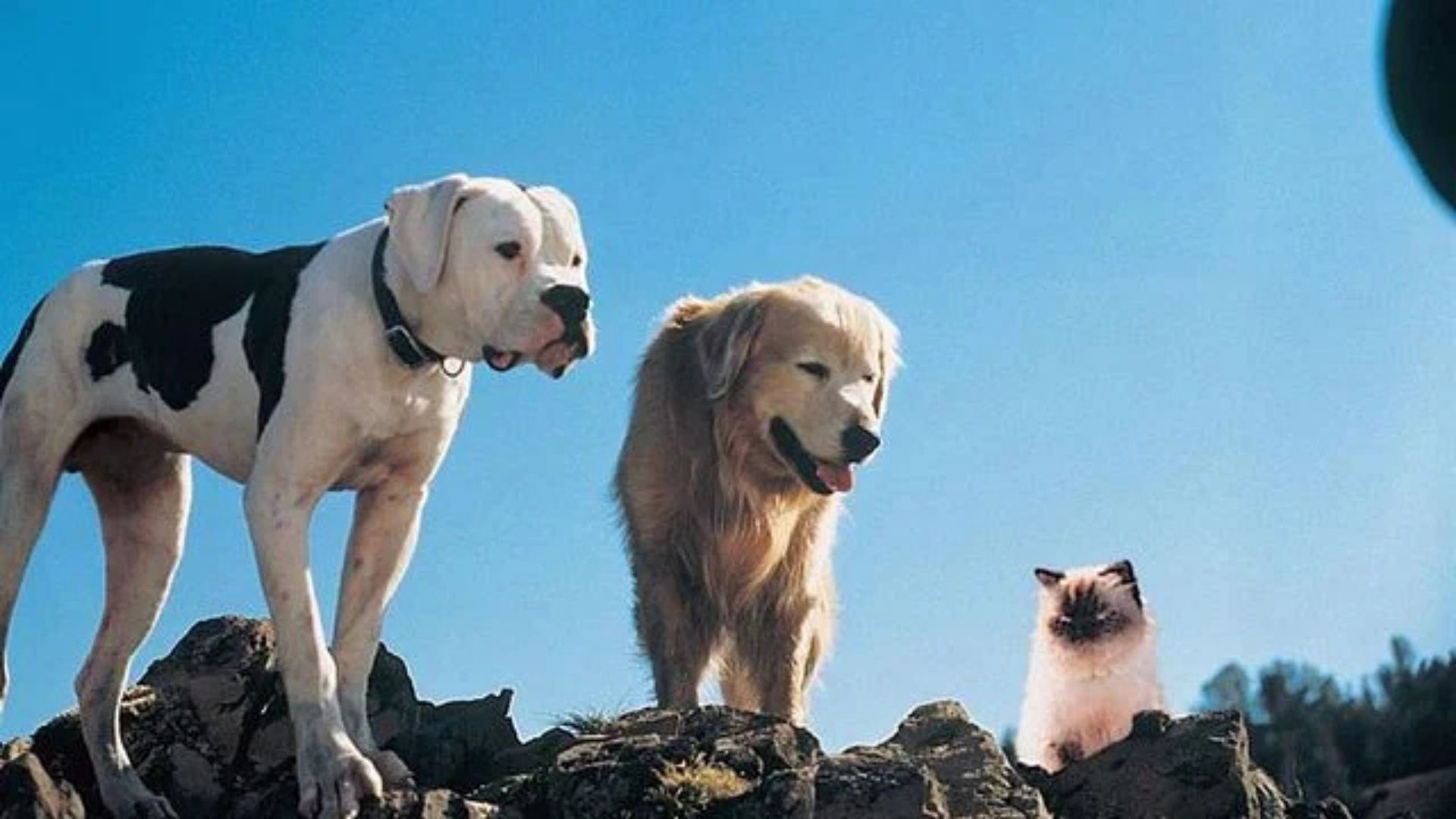 Sassy, gata de A Incrível Jornada