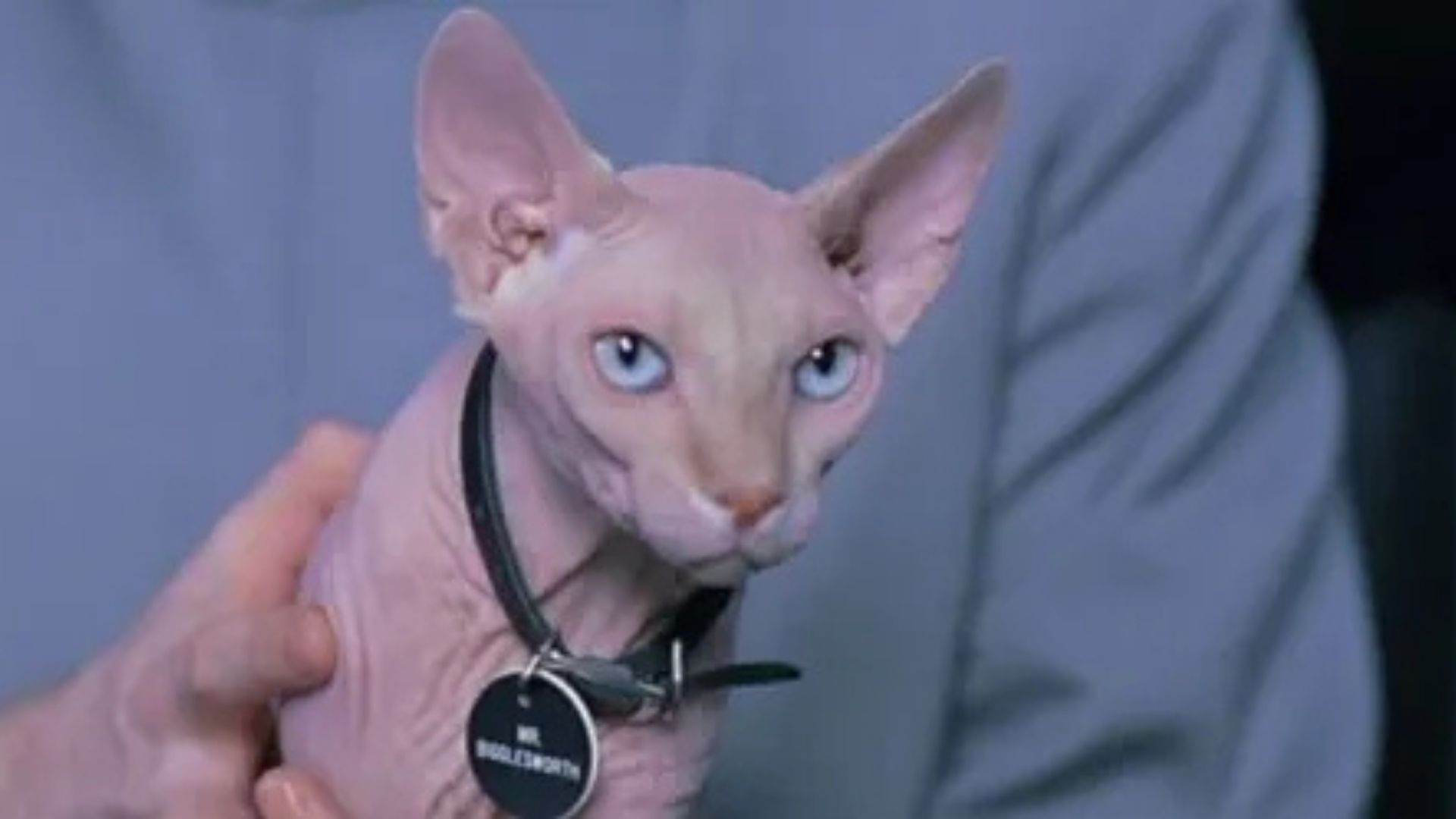 Sr. Bigglesworth, gato de Austin Powers