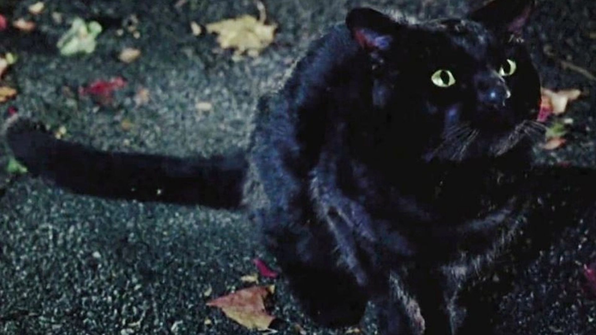 Thackery Binx, gato de Abracadabra