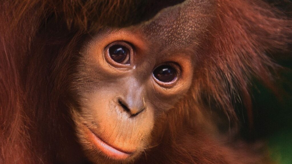 Orangotango: Disney+ lança filme da Disneynature em homenagem ao Dia da Terra