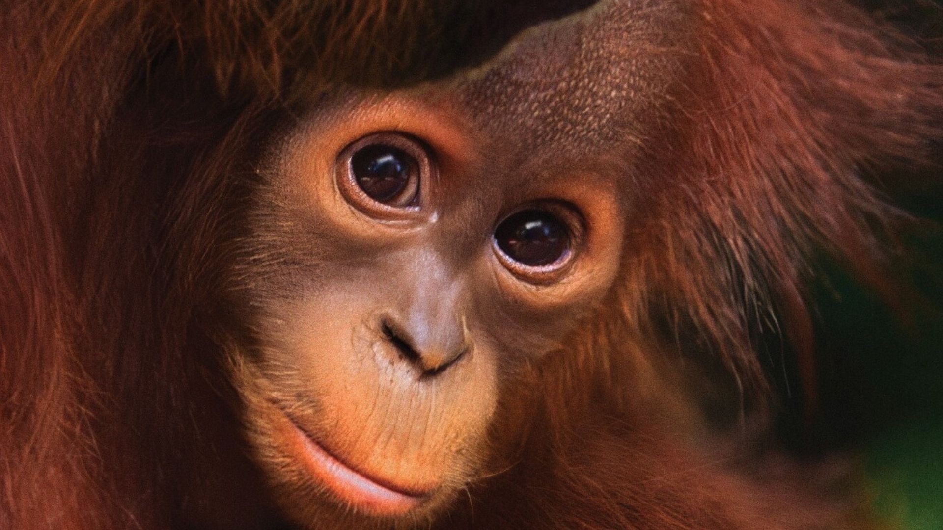 Cena do filme Orangotango